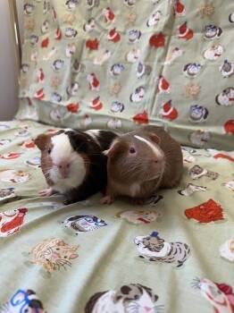 Rescue Guinea Pig Guinea Pigs for Adoption in Santa Cruz, California - Fawn And Blossom | PetCurious